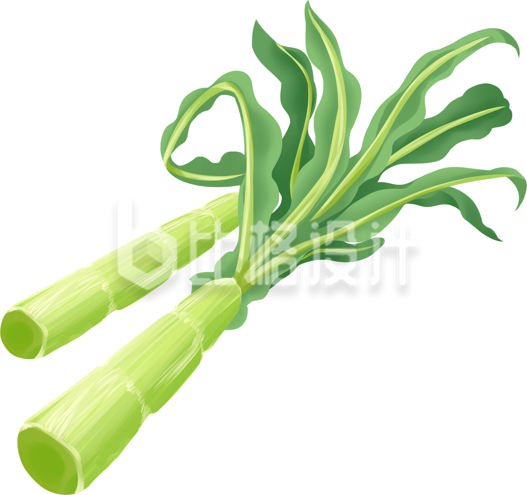 蔬菜莴笋