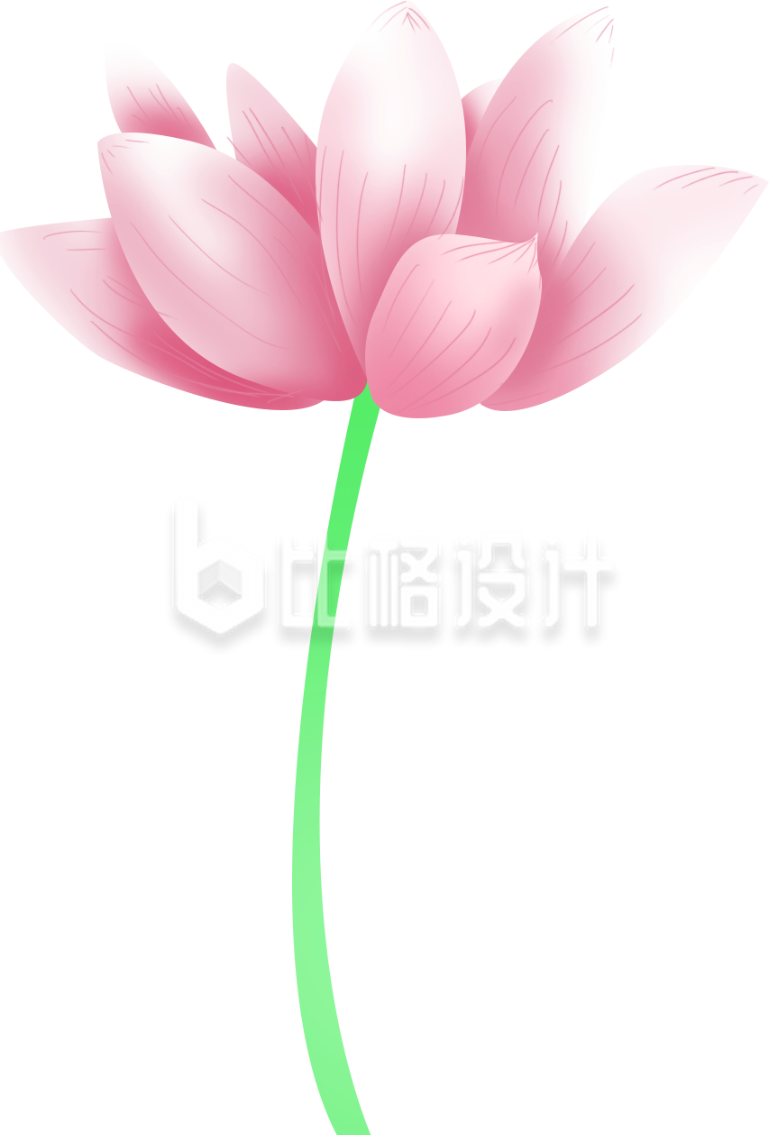 荷花手绘植物夏天