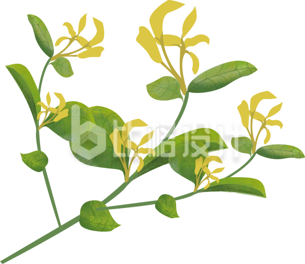 植物小花手绘