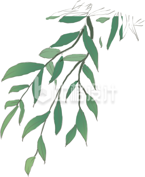 树叶植物手绘