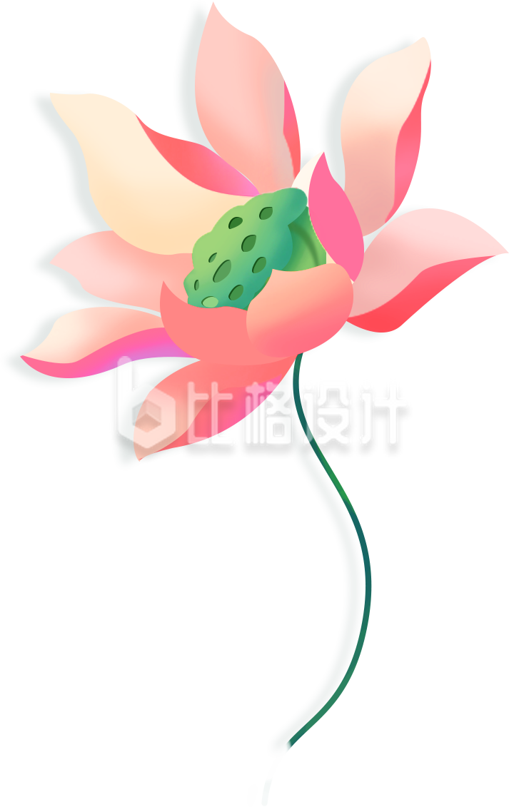 荷花植物手绘