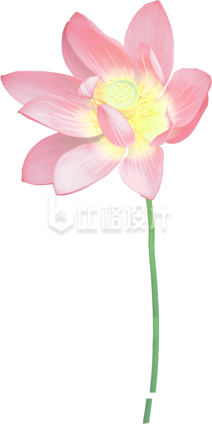 荷花手绘