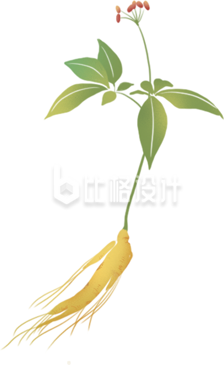 中草药植物手绘