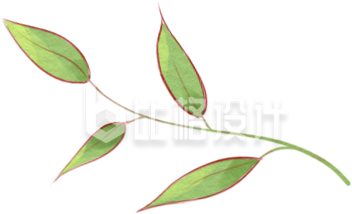树叶手绘植物绿色