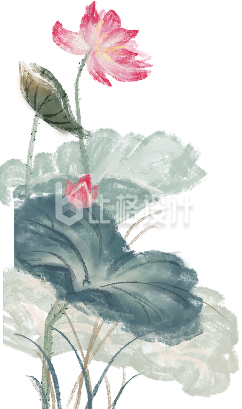 荷花夏天手绘植物