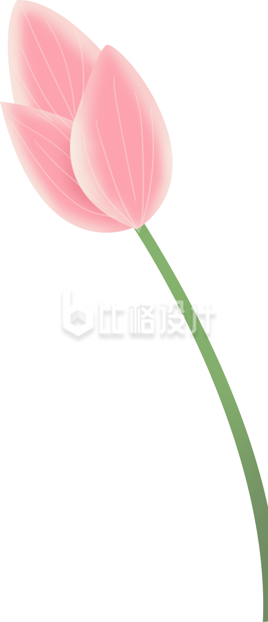 荷花植物手绘