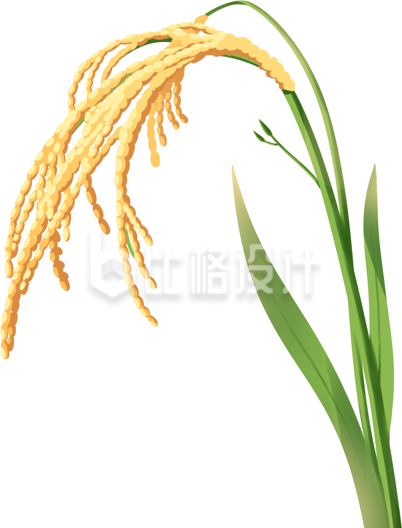 黄色水稻手绘