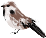麻雀