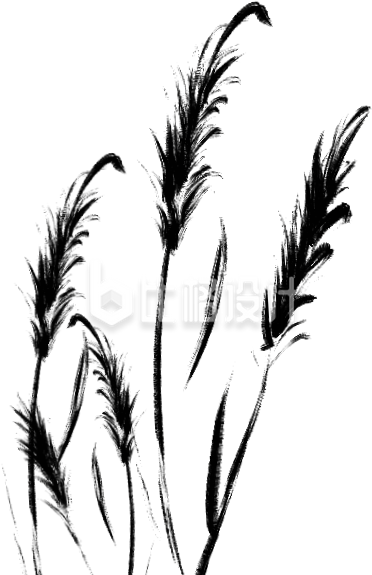 黑色芦苇