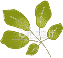 绿色树叶