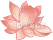 粉色荷花插画夏季夏天