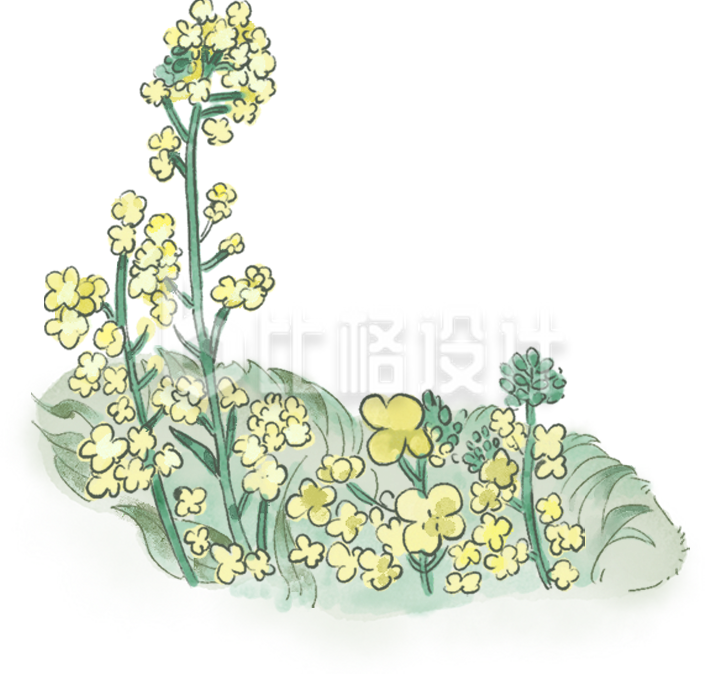 绿色油菜花插画春天