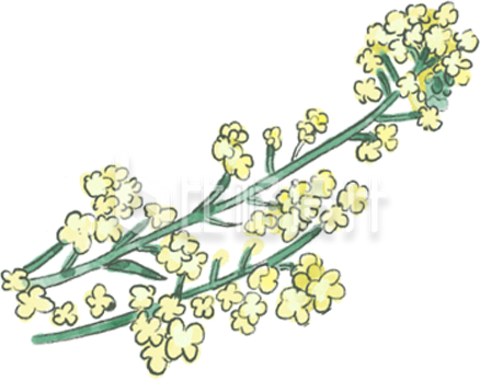 黄色手绘风油菜花插画