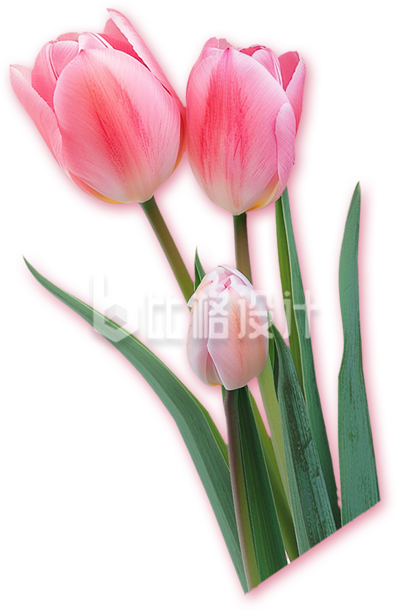 实景鲜花郁金香