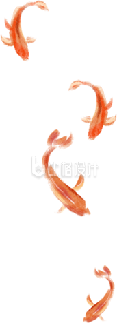 橙色手绘风锦鲤插画