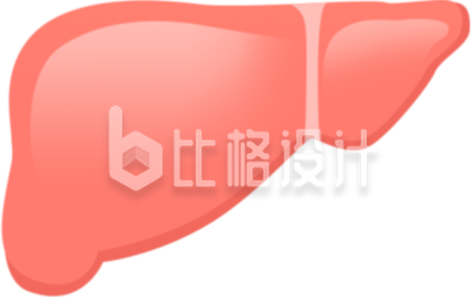 手绘肝脏