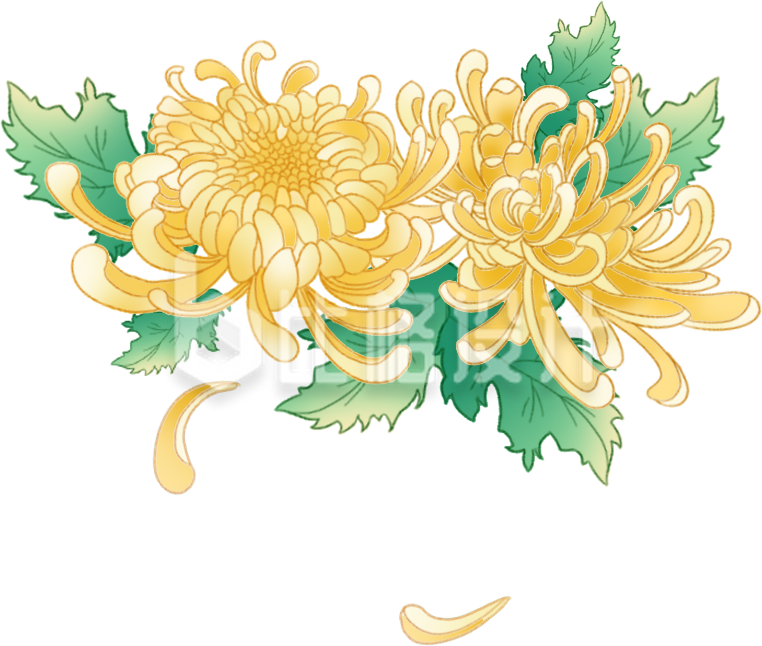 黄色手绘风菊花清明重阳节插画