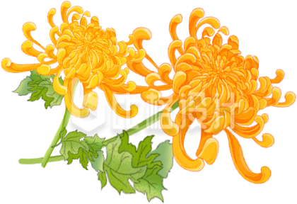 黄色手绘风菊花清明重阳节插画