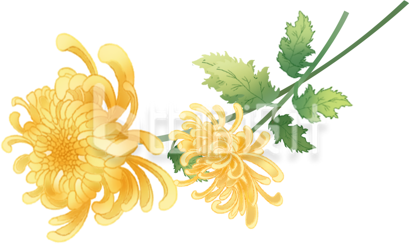黄色手绘风菊花清明重阳节插画 黄色手绘风菊花清明重阳节插画
