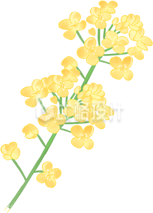黄色手绘风油菜花插画