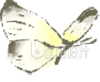 黄色手绘风蝴蝶插画春天