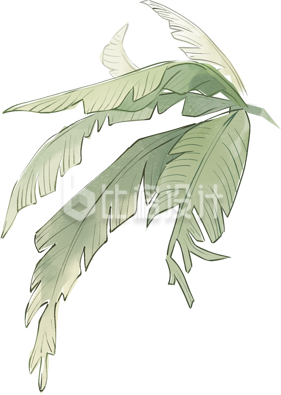 绿色手绘风芭蕉插画