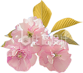 实景樱花