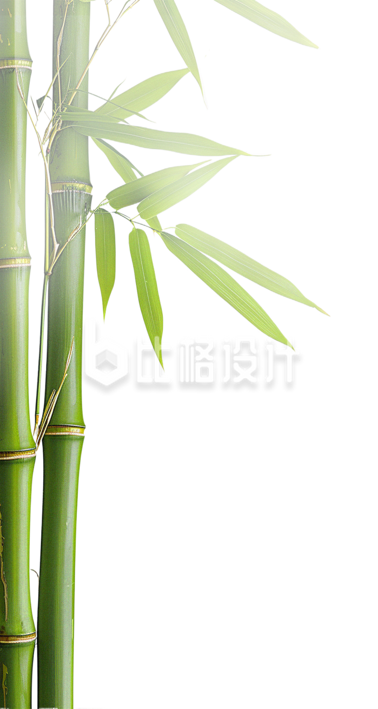 手绘竹子
