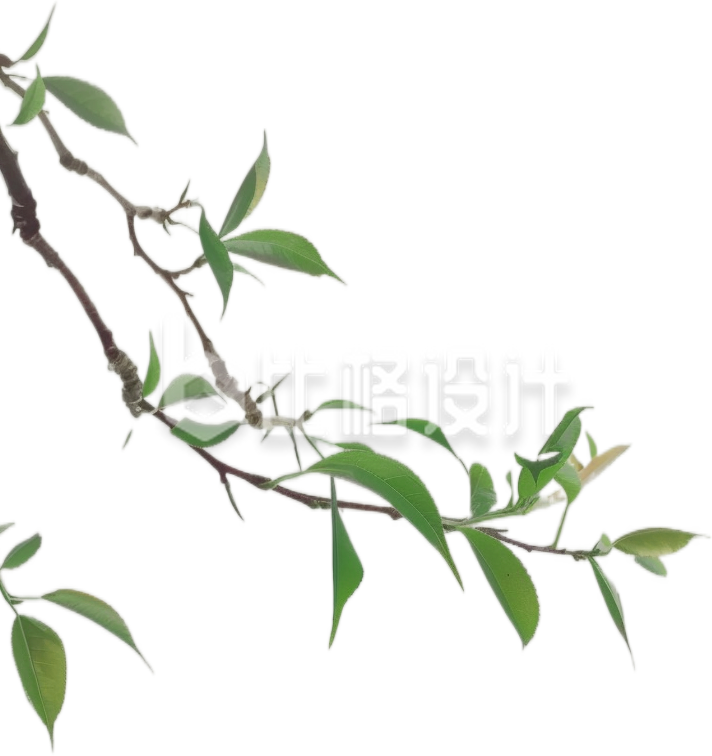 树叶