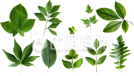 绿色清新树叶绿叶生物学习