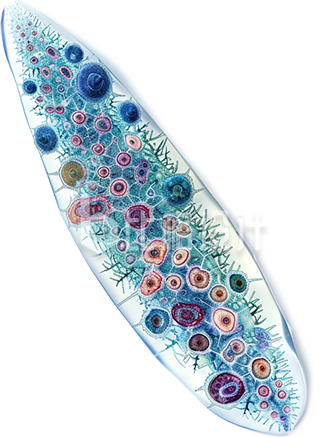 蓝色手绘风细胞生物插画