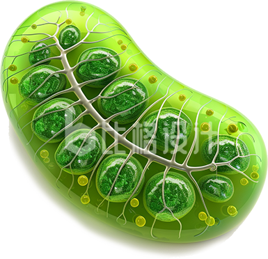 绿色细胞生物研究