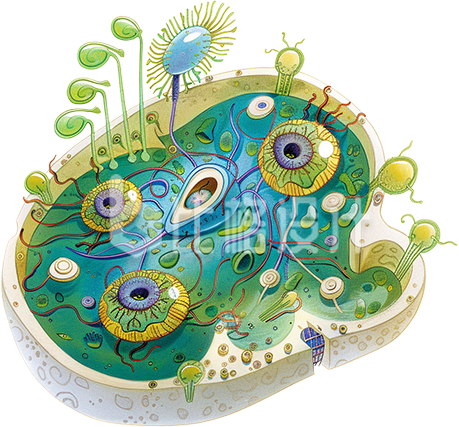 绿色手绘风生物细胞结构插画