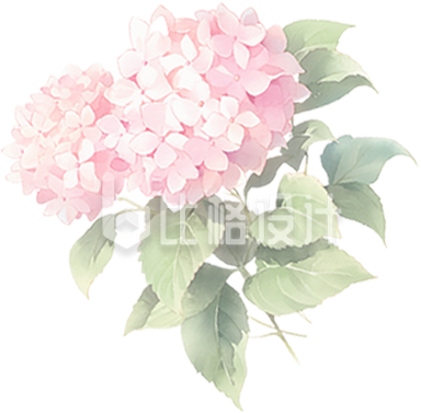手绘绣球花