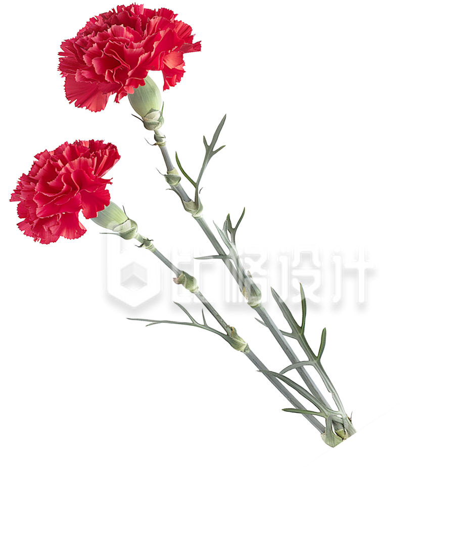 红色康乃馨祝福母亲节