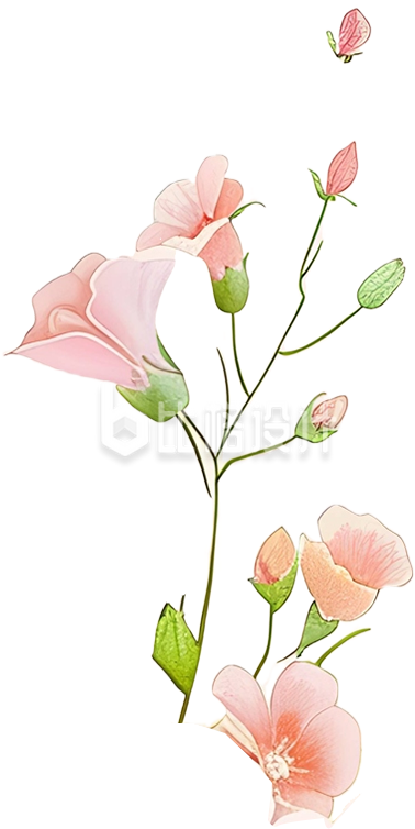 一束鲜花插画
