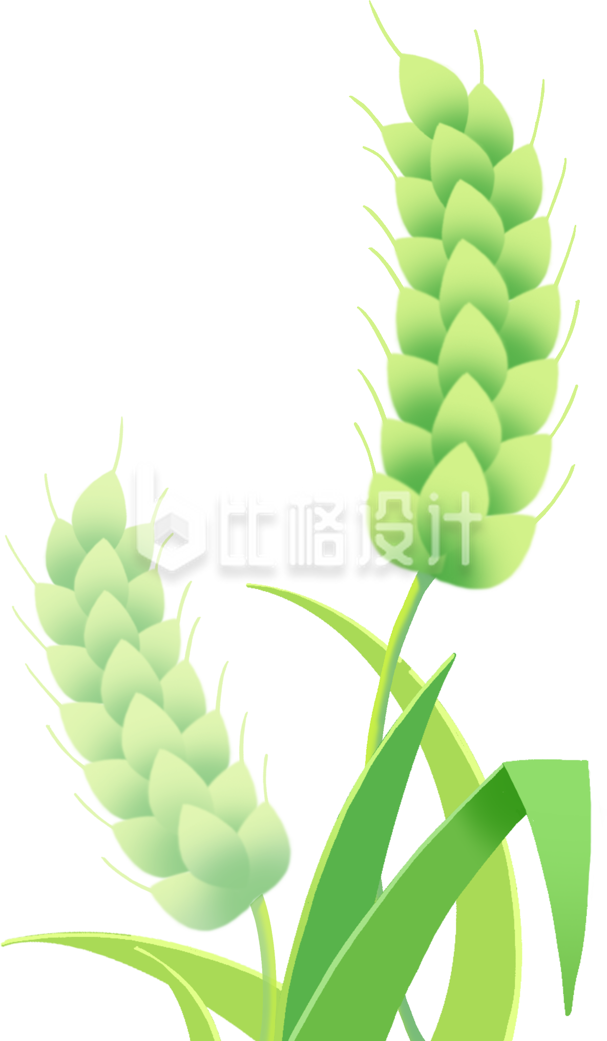绿色手绘风麦子插画