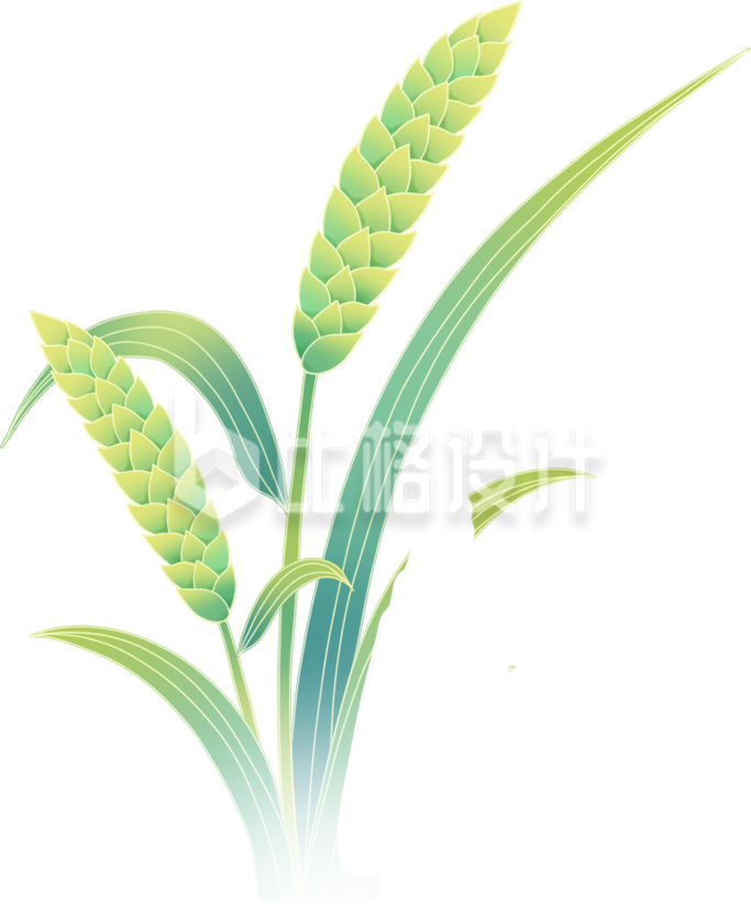 绿色手绘风麦子插画