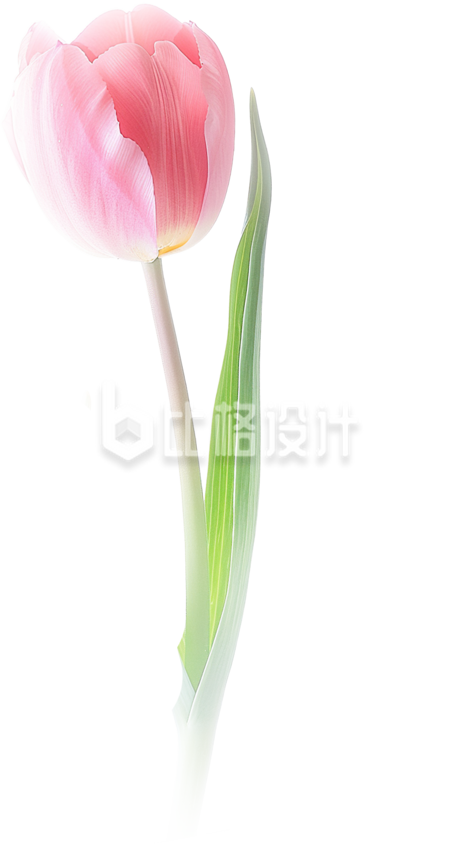 郁金香鲜花实景