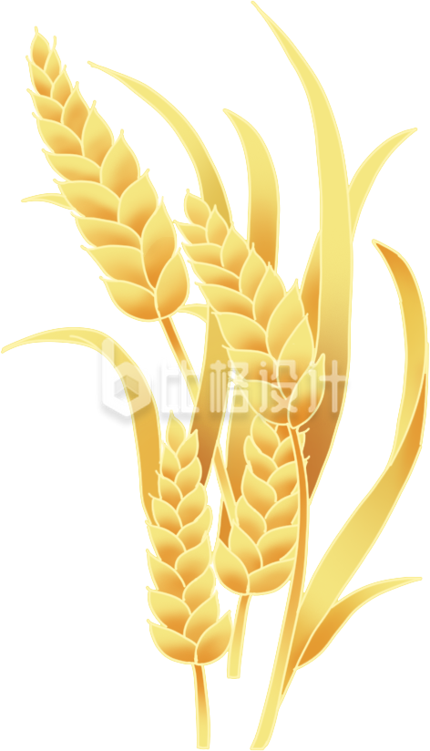 黄色手绘风麦子麦穗丰收节插画 黄色手绘风麦子麦穗丰收节插画