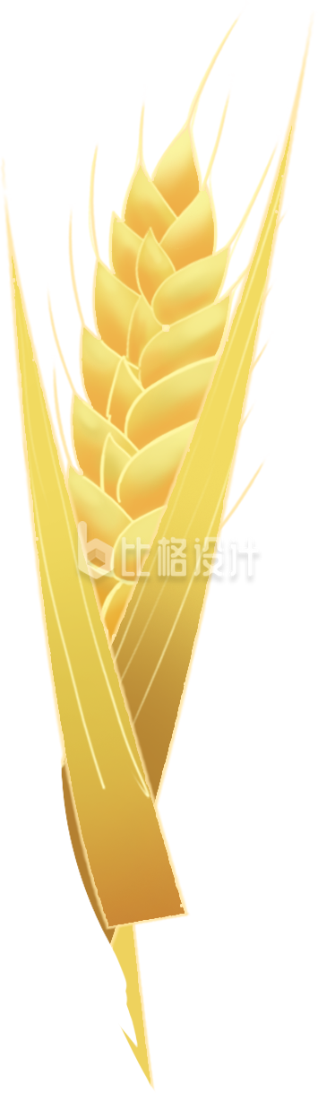 黄色手绘风麦子麦穗丰收节插画
