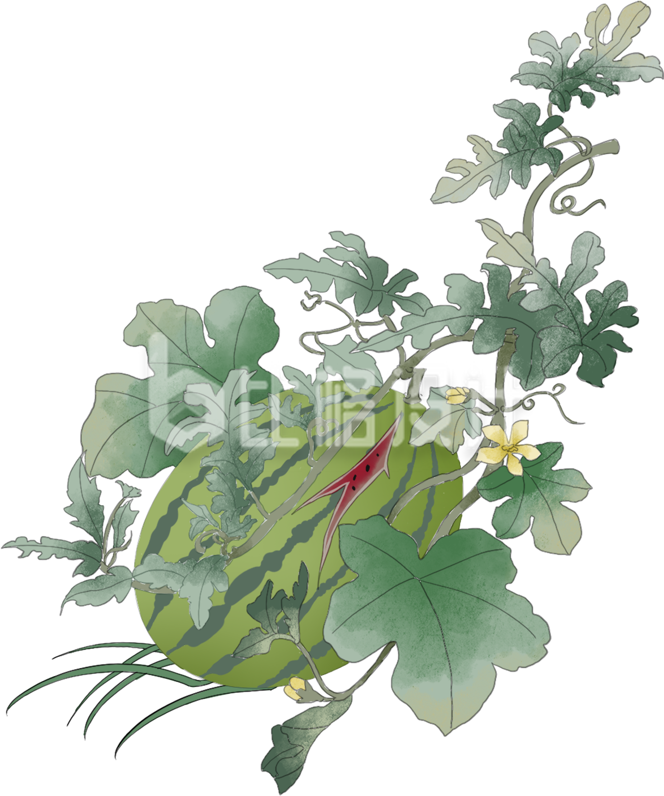 绿色手绘风西瓜插画