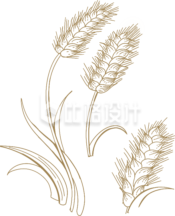 黄色手绘风麦子插画