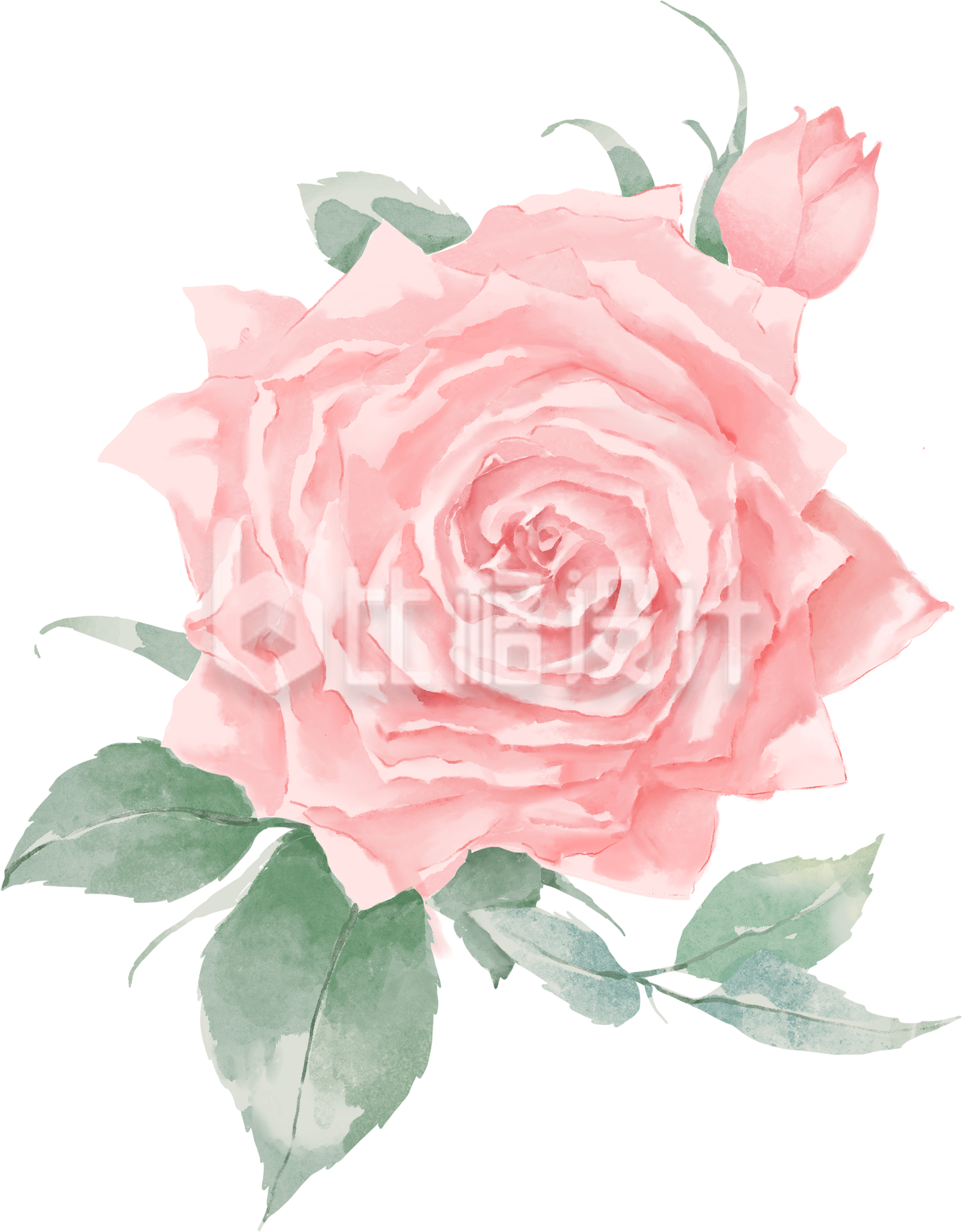 粉色手绘风花朵玫瑰插画