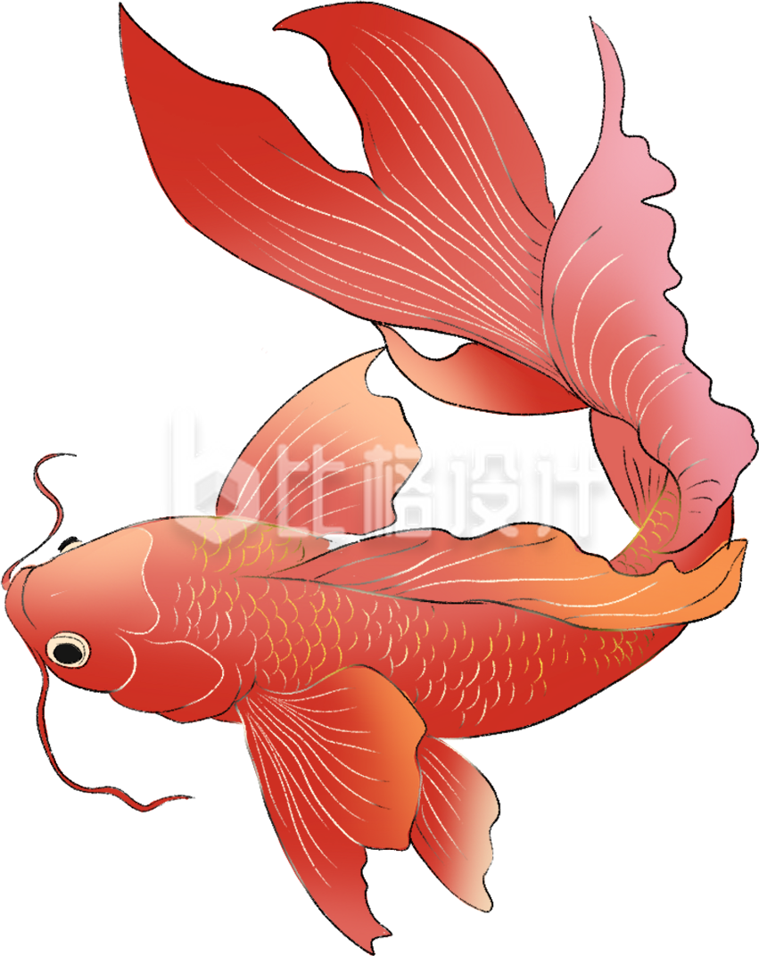 红色手绘风锦鲤插画