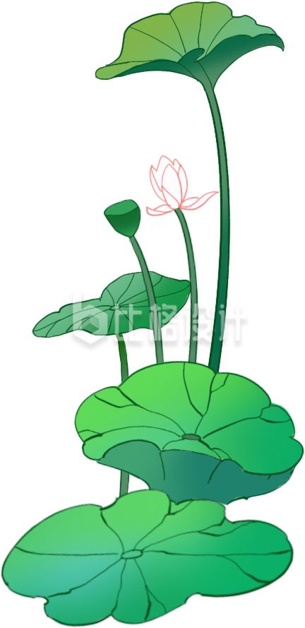 绿色荷叶植物插画