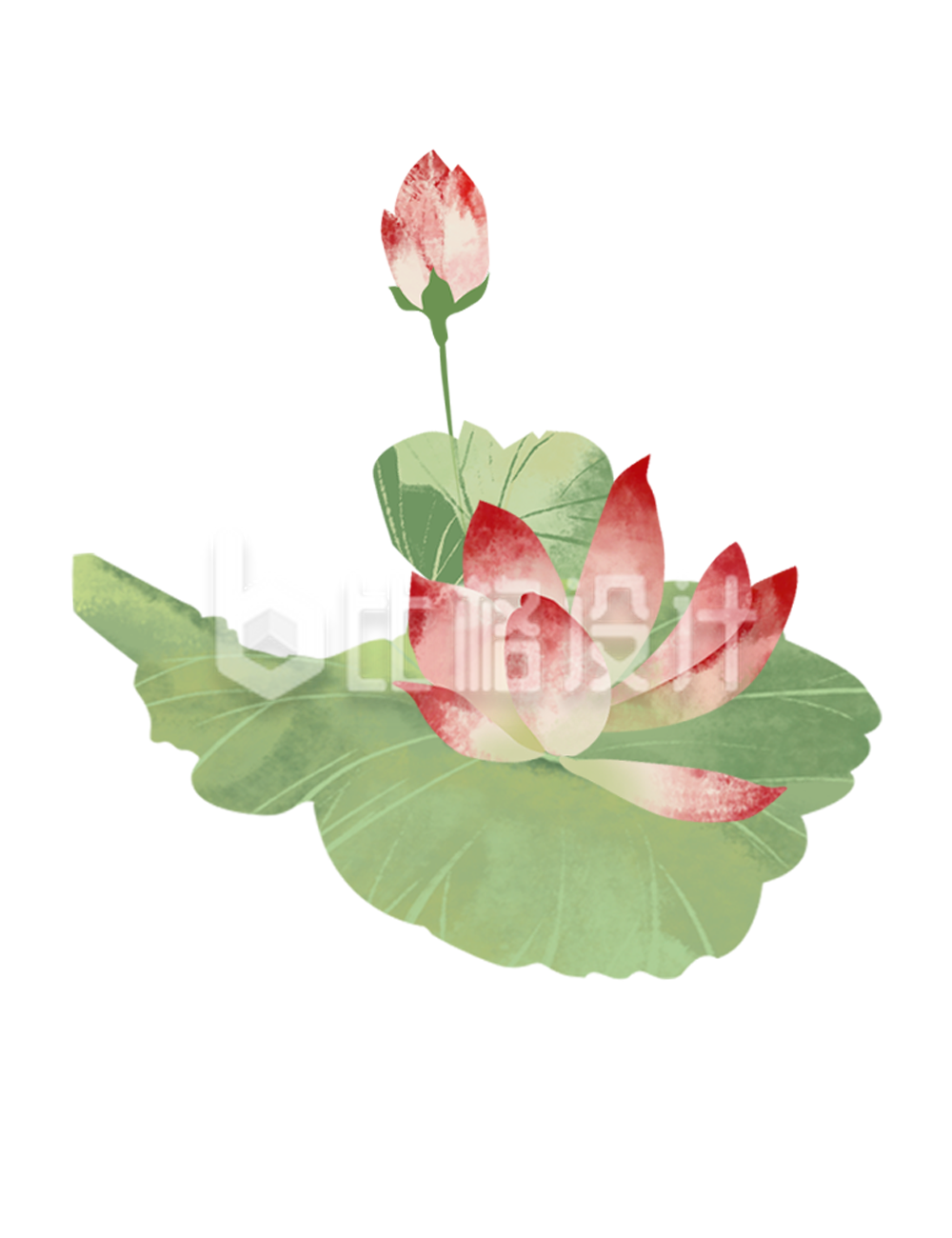 荷花荷叶水墨插画手绘