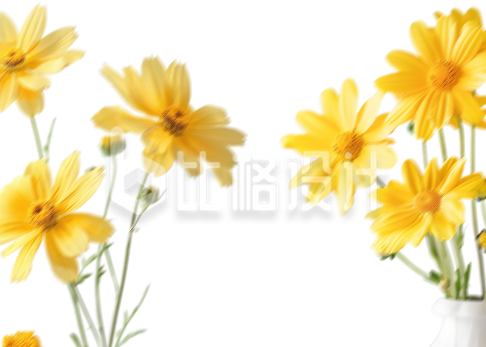 雏菊