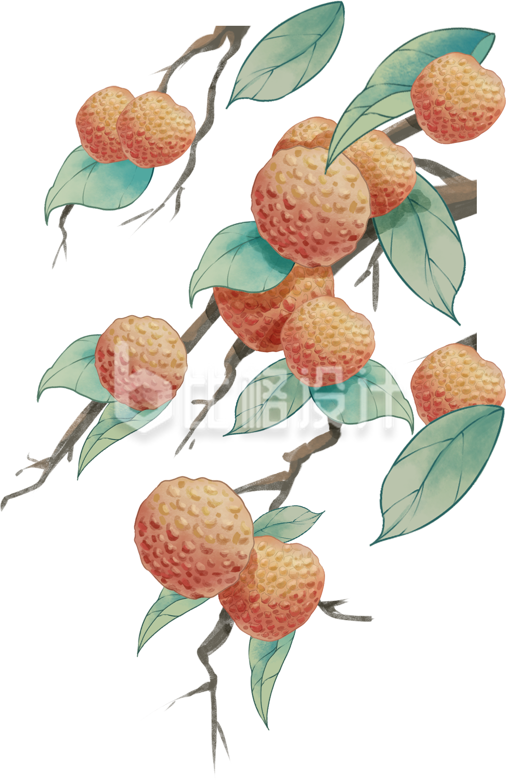 红色手绘风荔枝插画