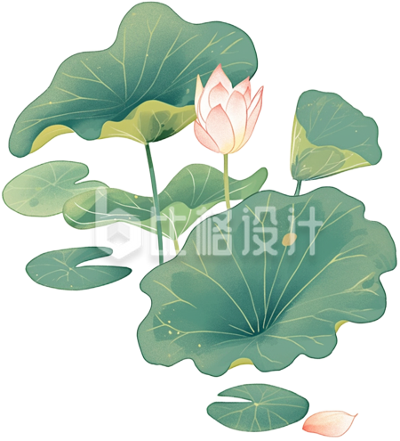 荷花荷叶